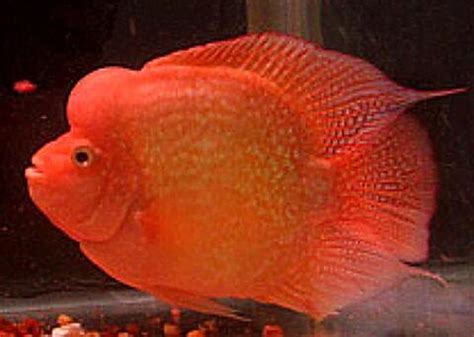 Red Mammon (Cichlasoma sp) .